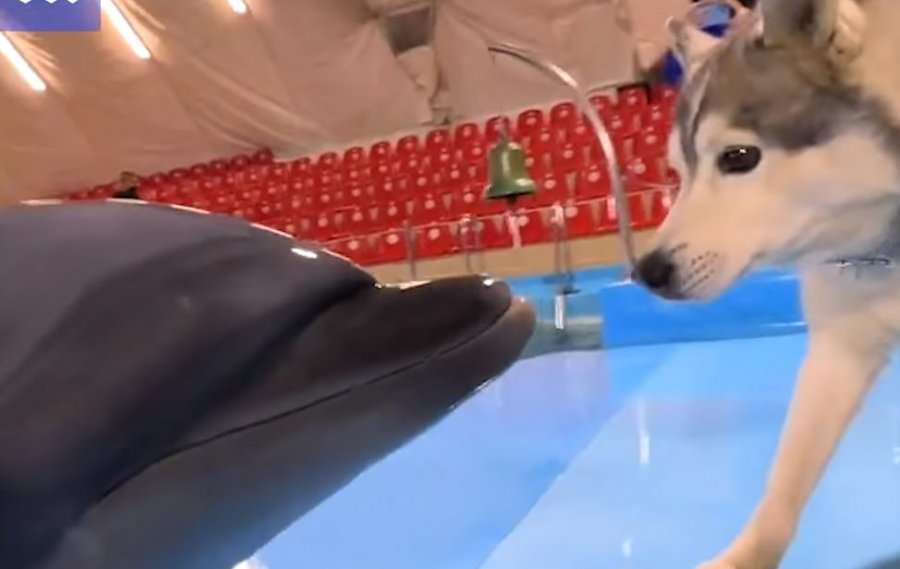 (VIDEO) Reagimi i qenit që takon delfinët bëhet viral në rrjet